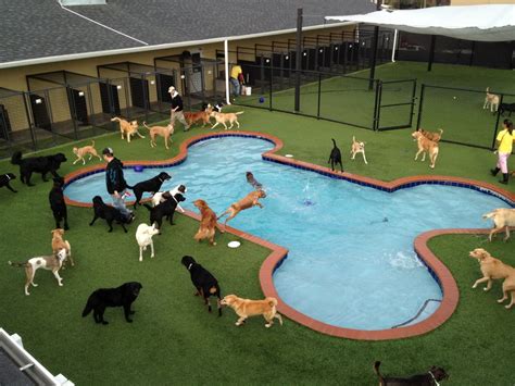 doggy daycare carmel|Happy Dog Hotel & Spa 